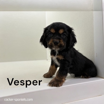 puppy, for, sale, Cocker Spaniel, Joe & Cherri  Overlease, dog, breeder, Miller, MO, dog-breeder, puppy-for-sale, forsale, nearby, find, puppyfind, locator, puppylocator, aca